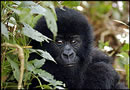 mountain gorilla