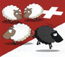 Swiss sheep